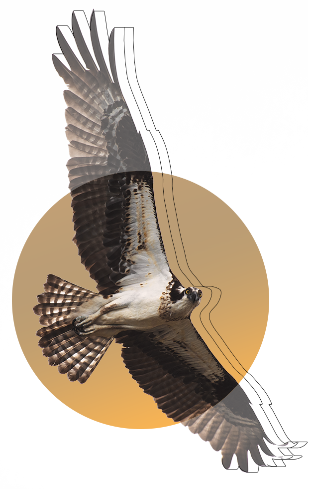 Osprey_Contact_Me